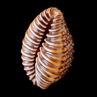 jenneria pustulata 5-2019 9492